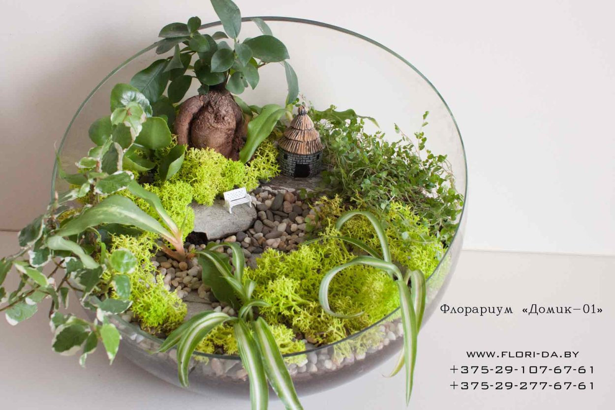 Флорариум гемантус