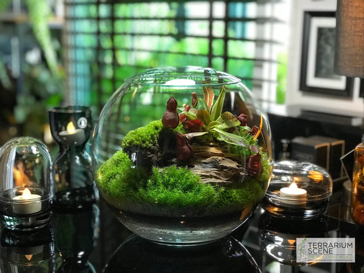 Террариум Мосс бонсай