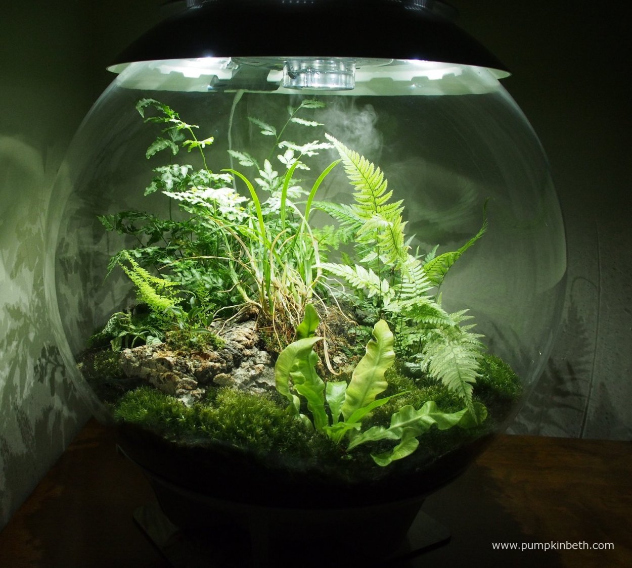 Мох селагинелла флорариум