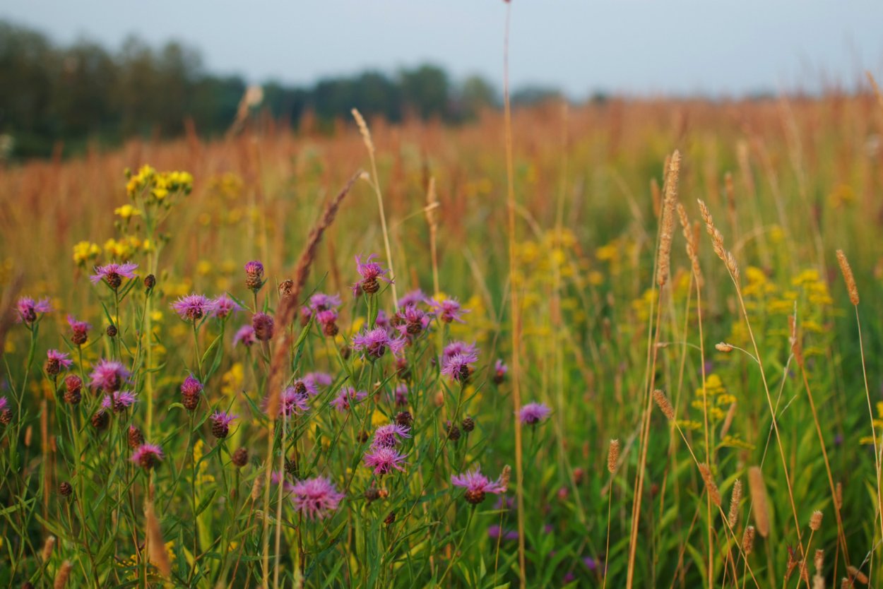 Луговое разнотравье Бодяк