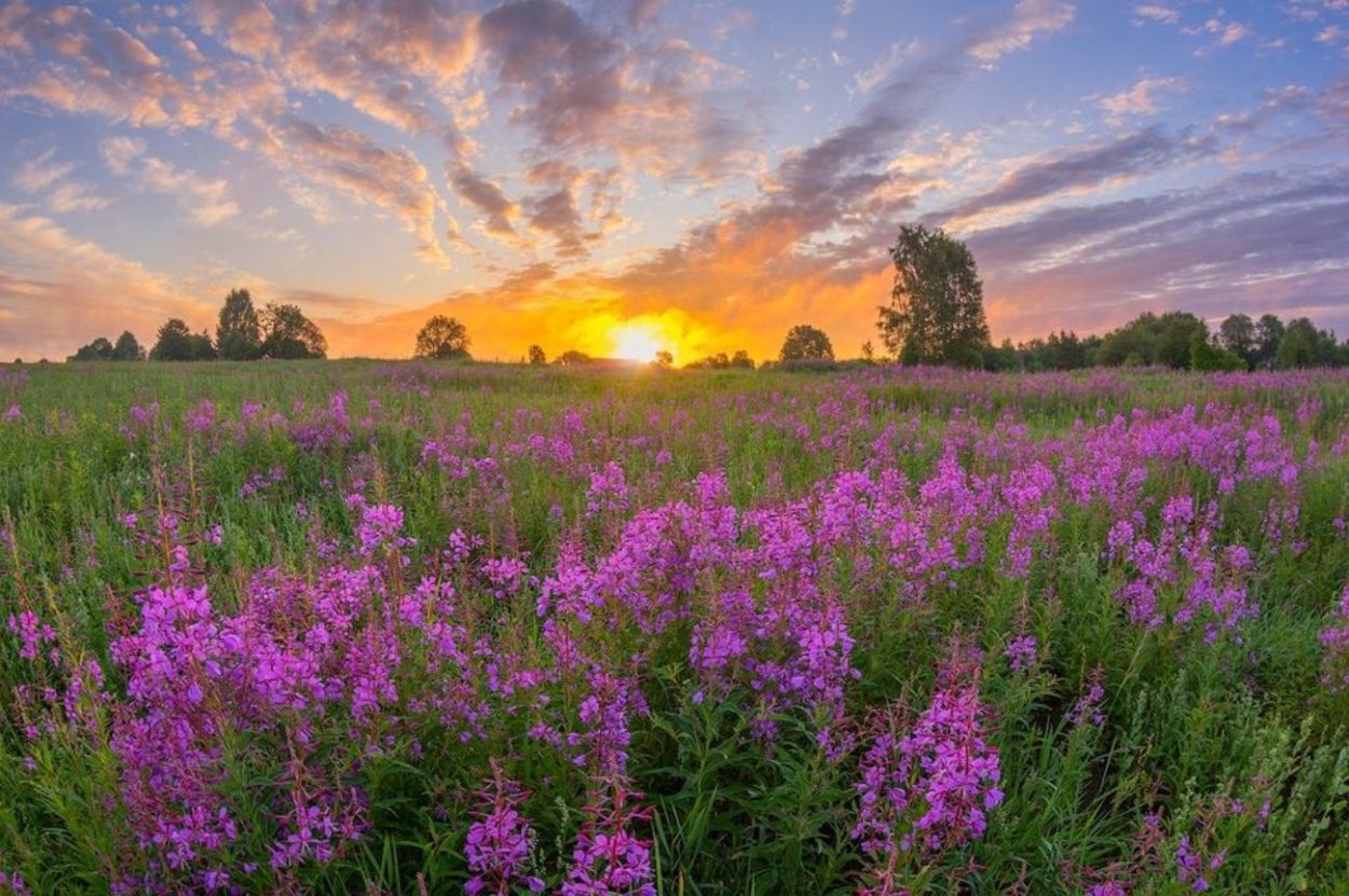 Поле Иван чай Фряново