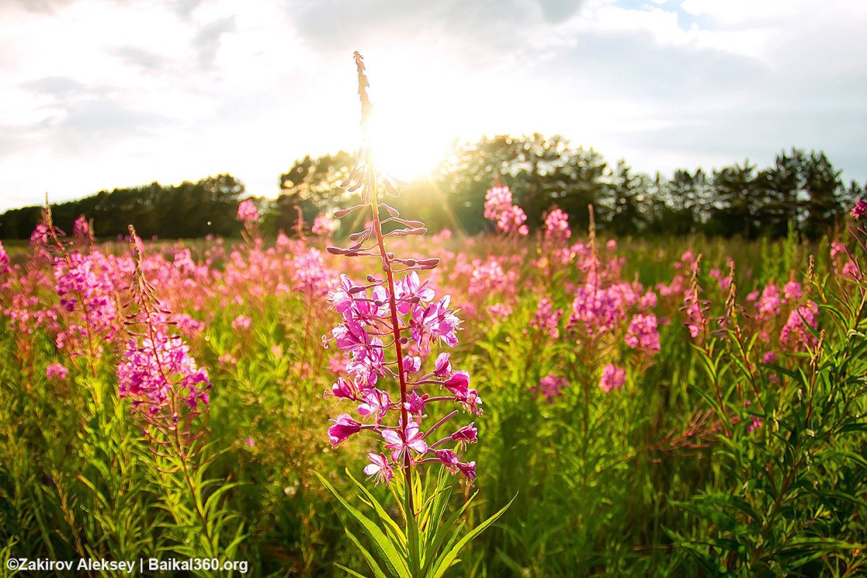 Кипрей Альба