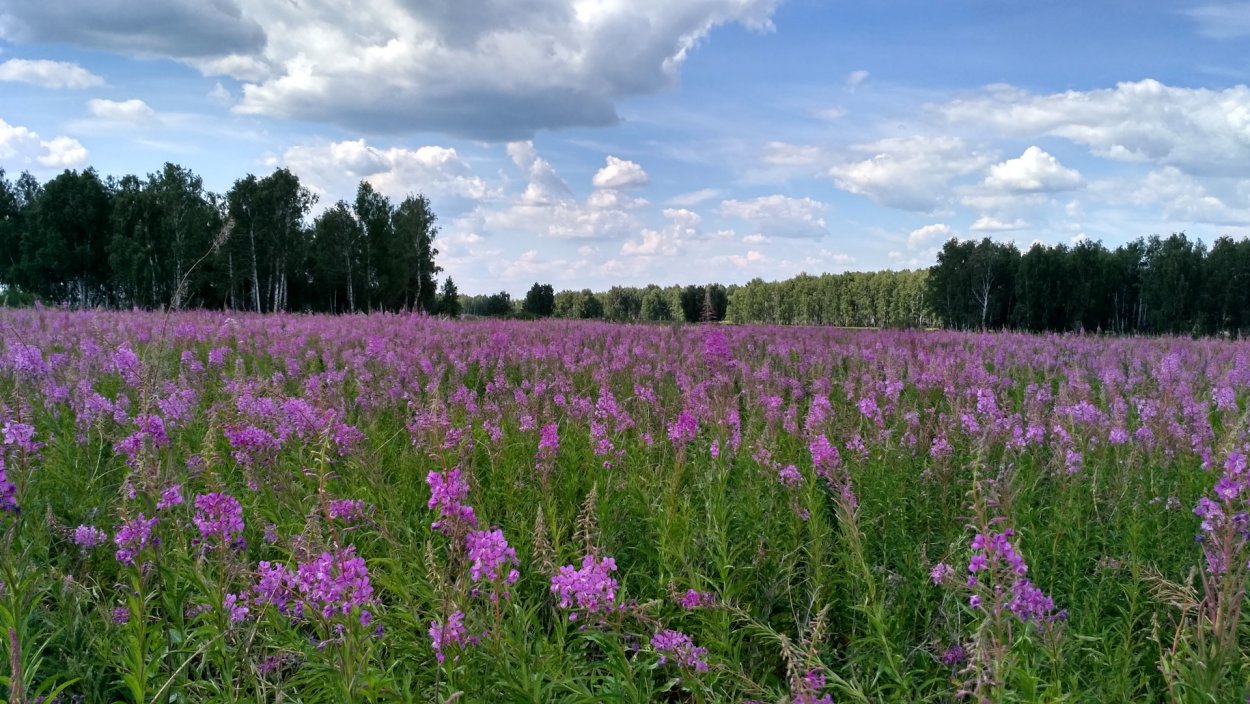 Поля Иван чая в Подмосковье