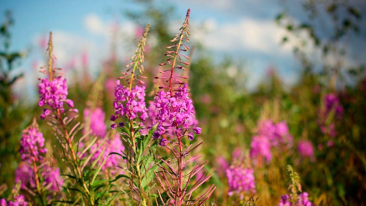 Иван чай кипрей Луговой