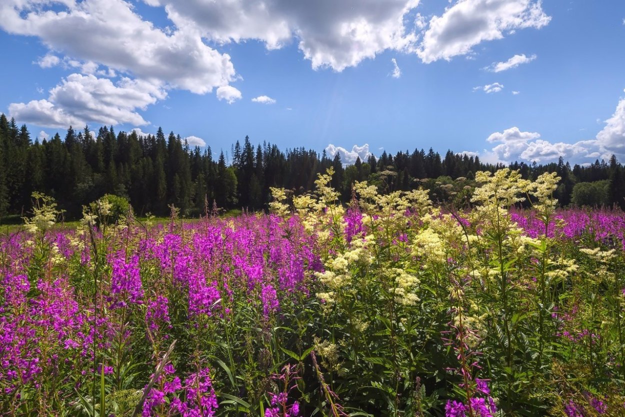 Иван чай в Ленинградской области