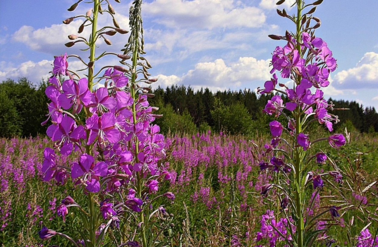 Кипрей узколистный