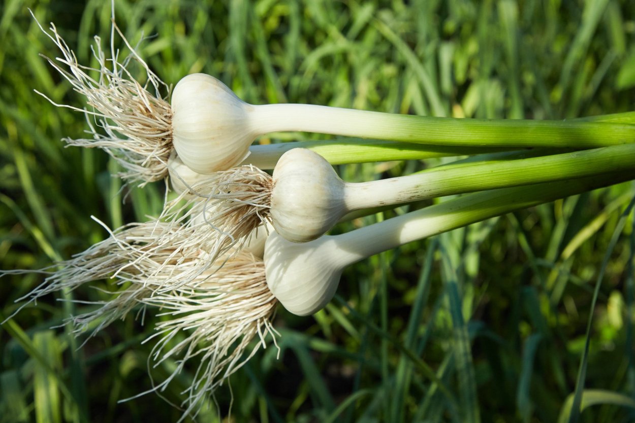 Полевой чеснок в Забайкалье