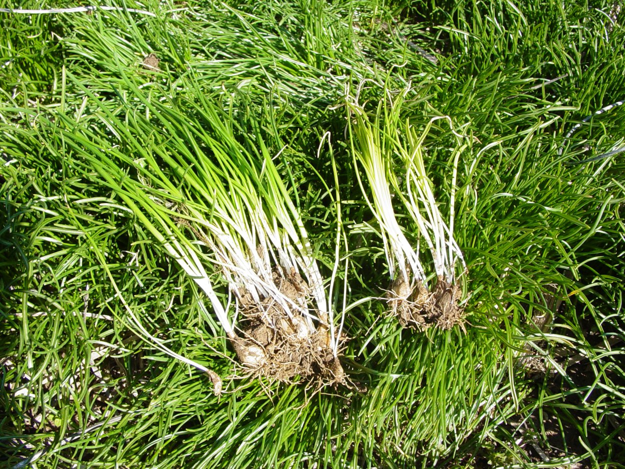 Чеснок полевой Сибирский