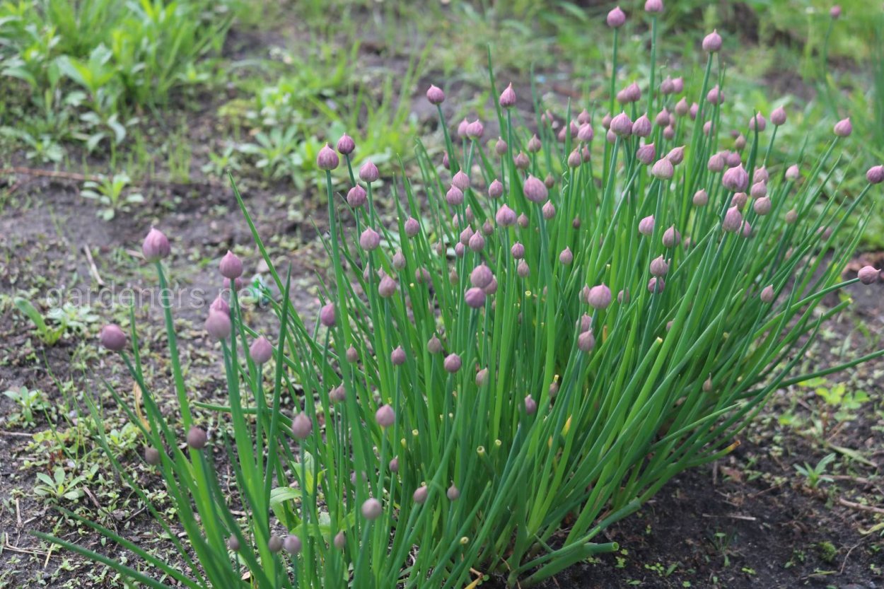 Чеснок сорт Добрыня