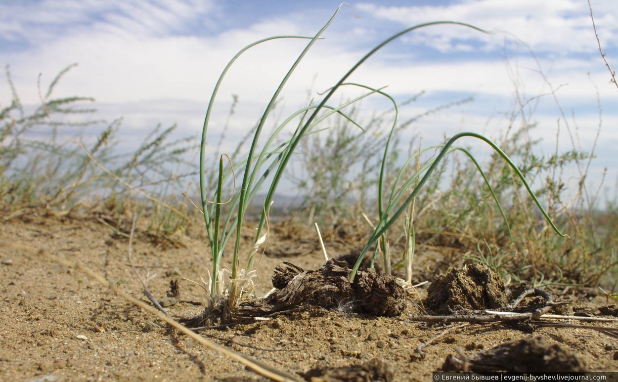 Чеснок на веревочке