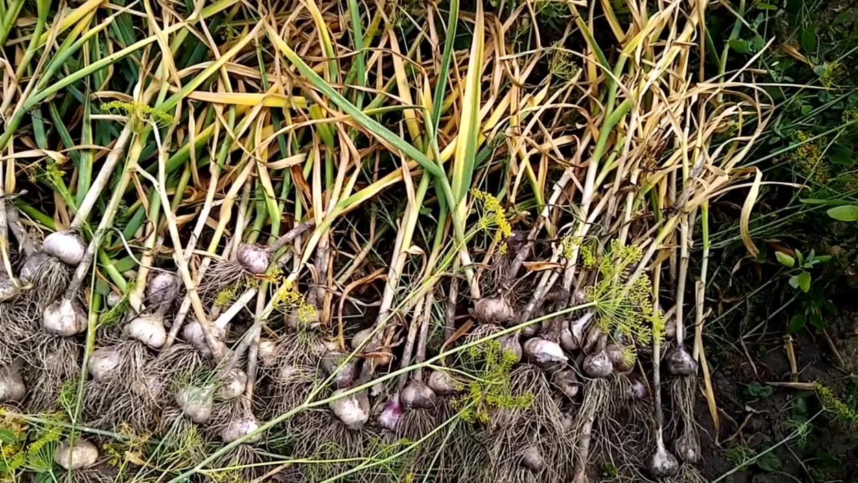 Уборка чеснока