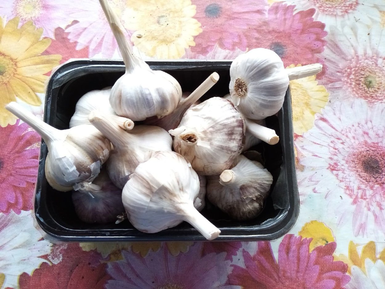 Чеснок озимый Алькор