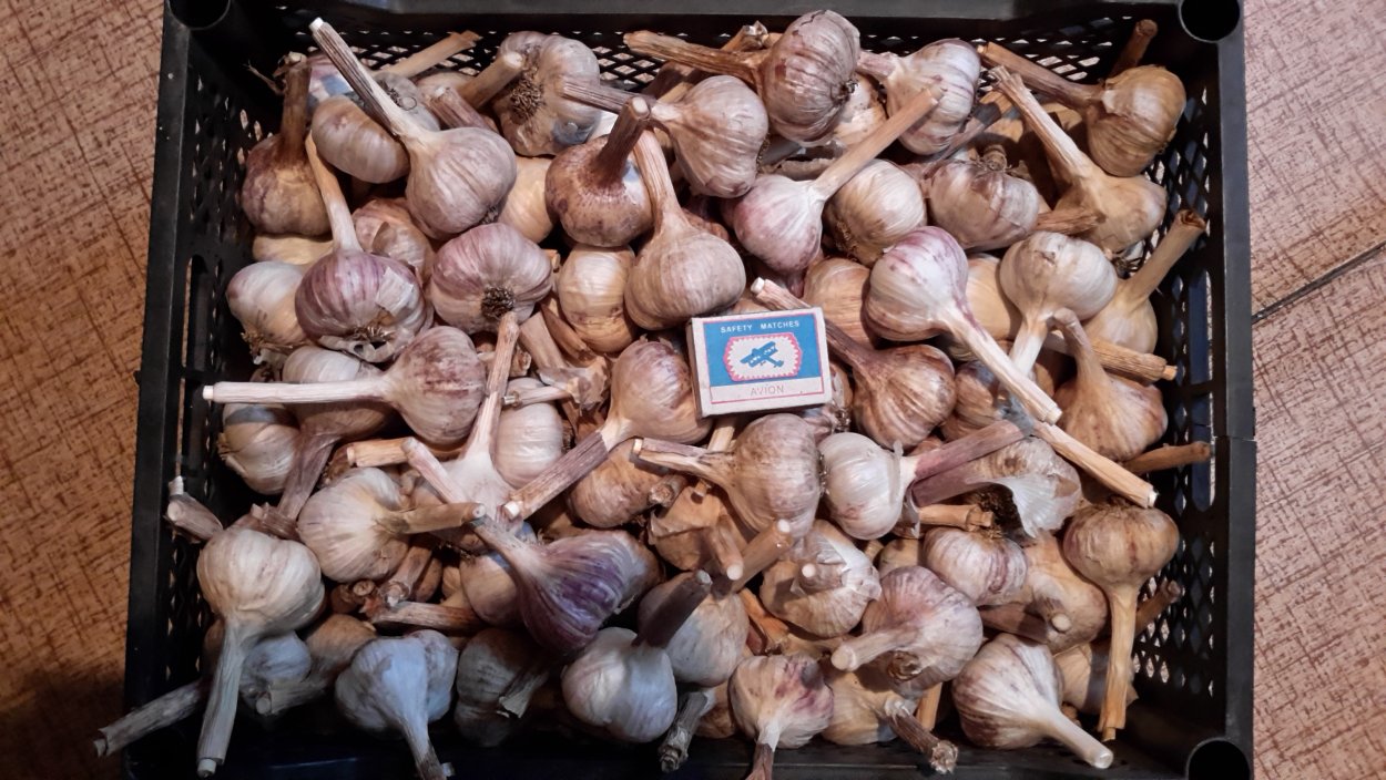 Батун слизун