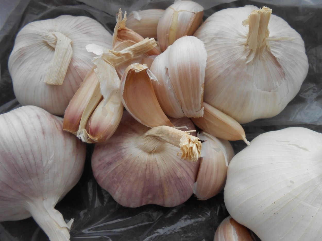 Чеснок регион автомобильный