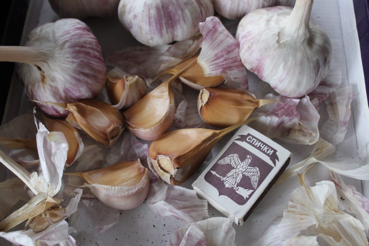 Крупные сорта чеснока