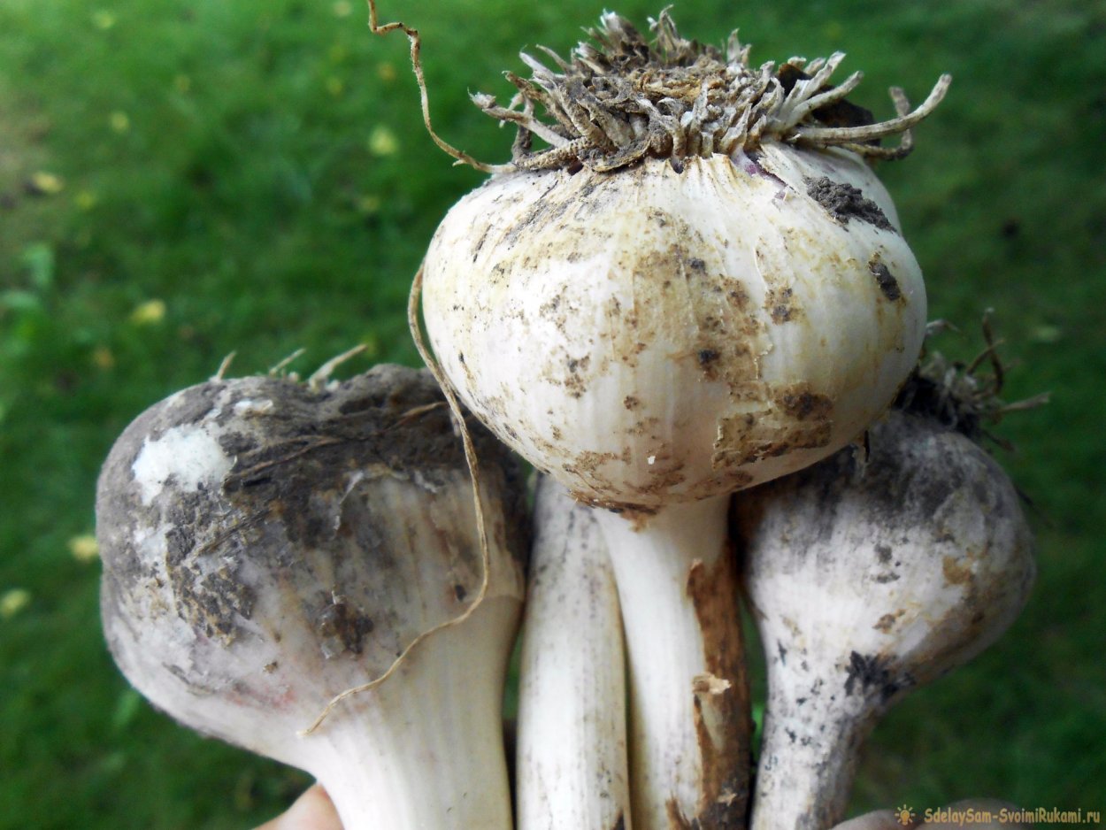 Лук скорода аллиум