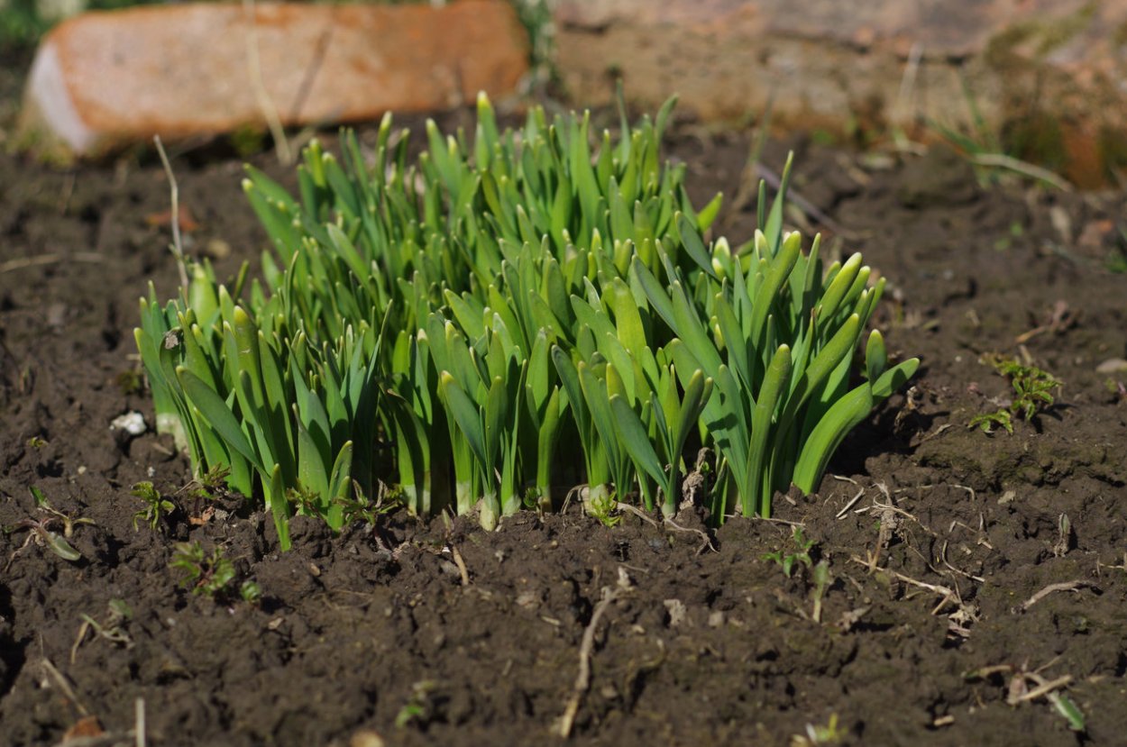 40 Головок чеснока