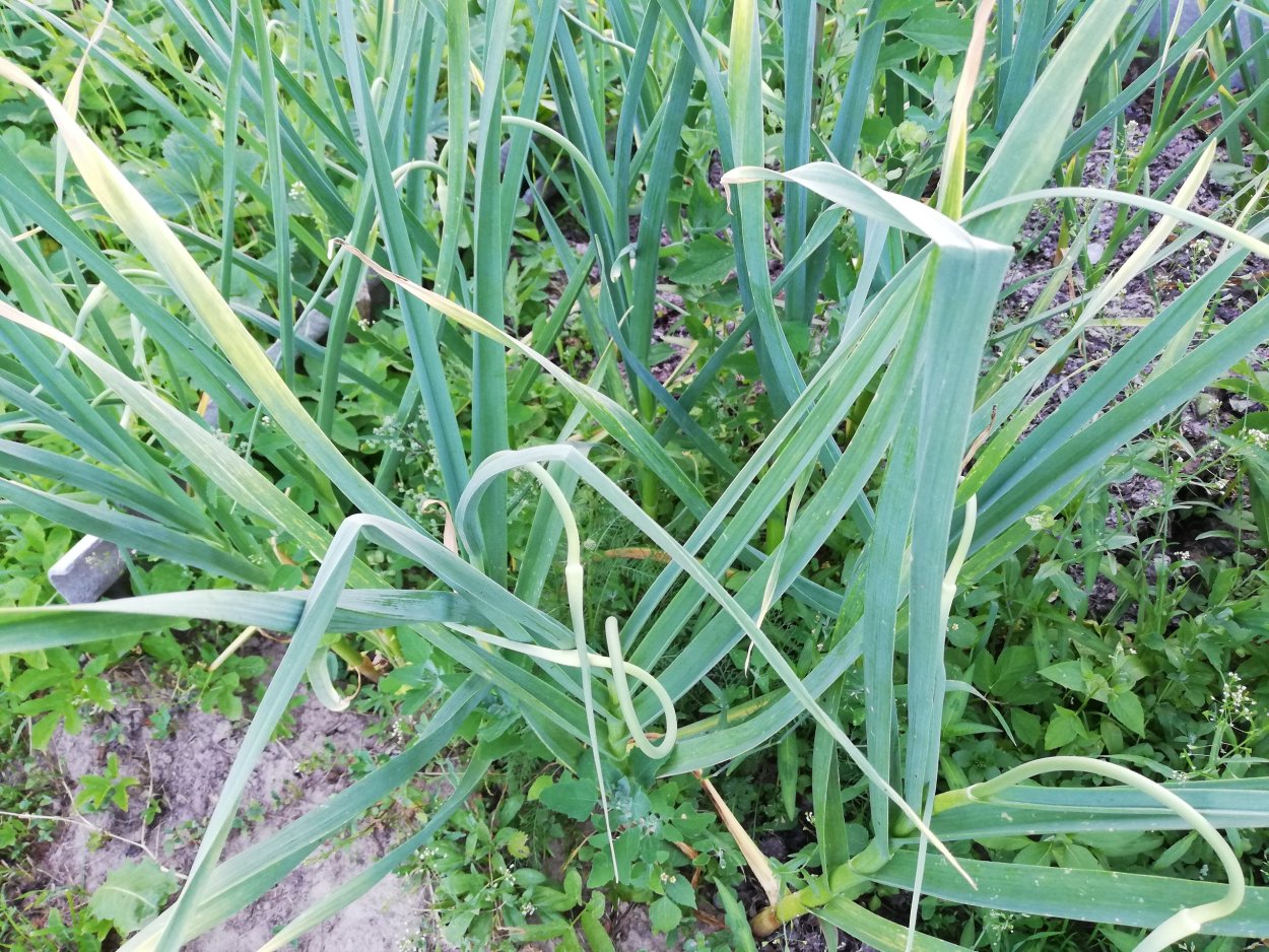 Лук шнитт (лук скорода)