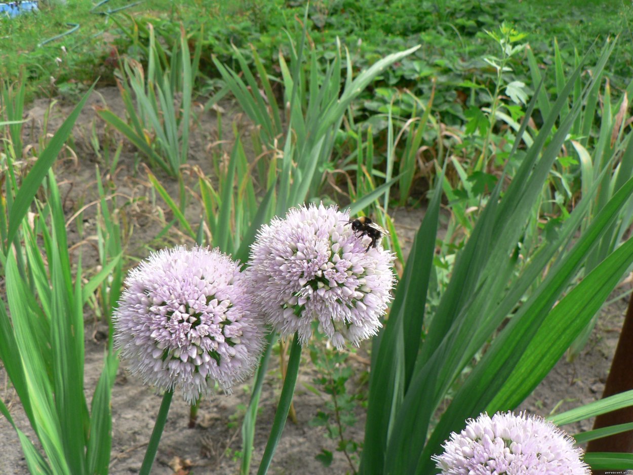Чеснок озимый сорт Гулливер