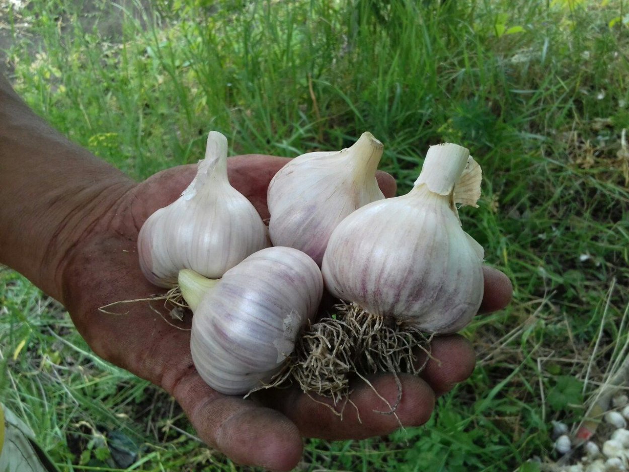 Чеснок дольки Сток