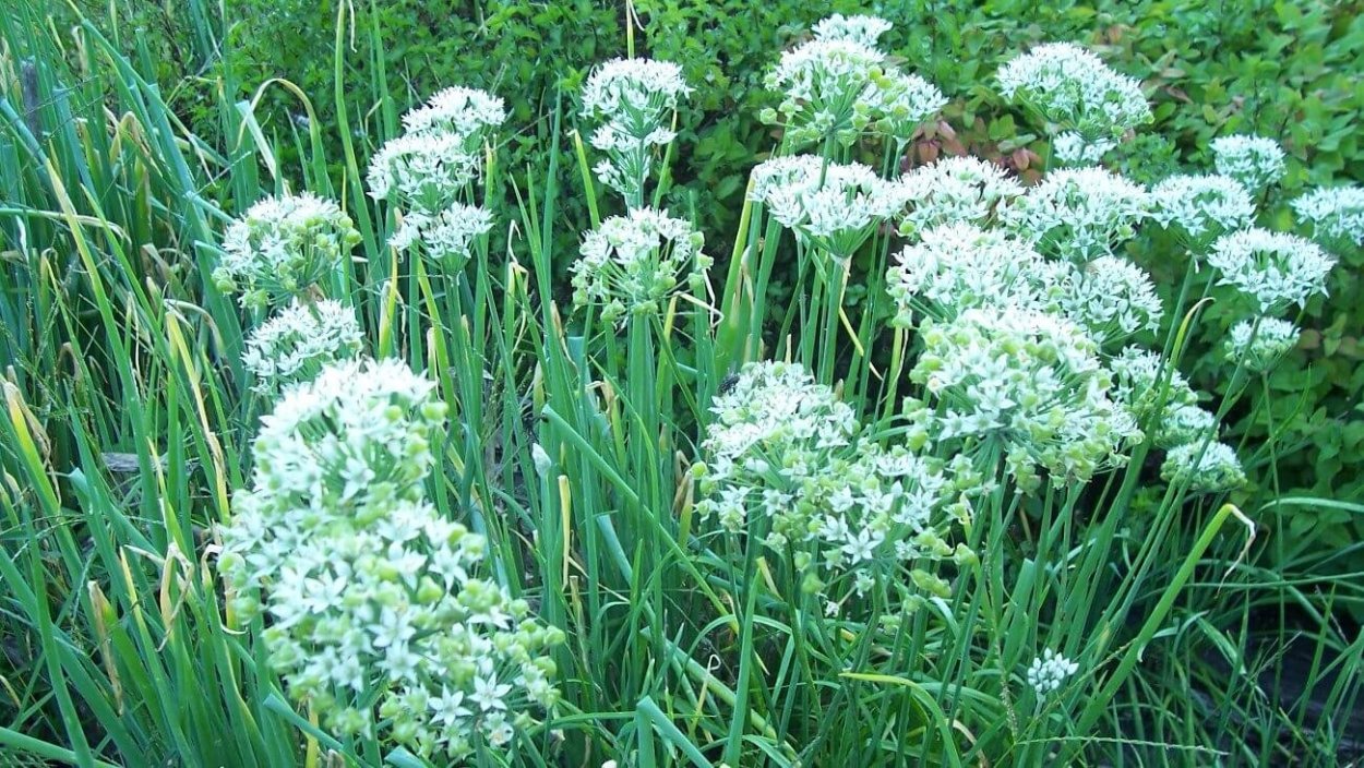 Астраханский дикий Степной лук