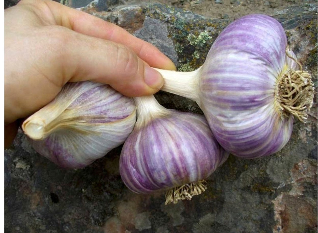 Чеснок когда выкапывать когда выкапывать