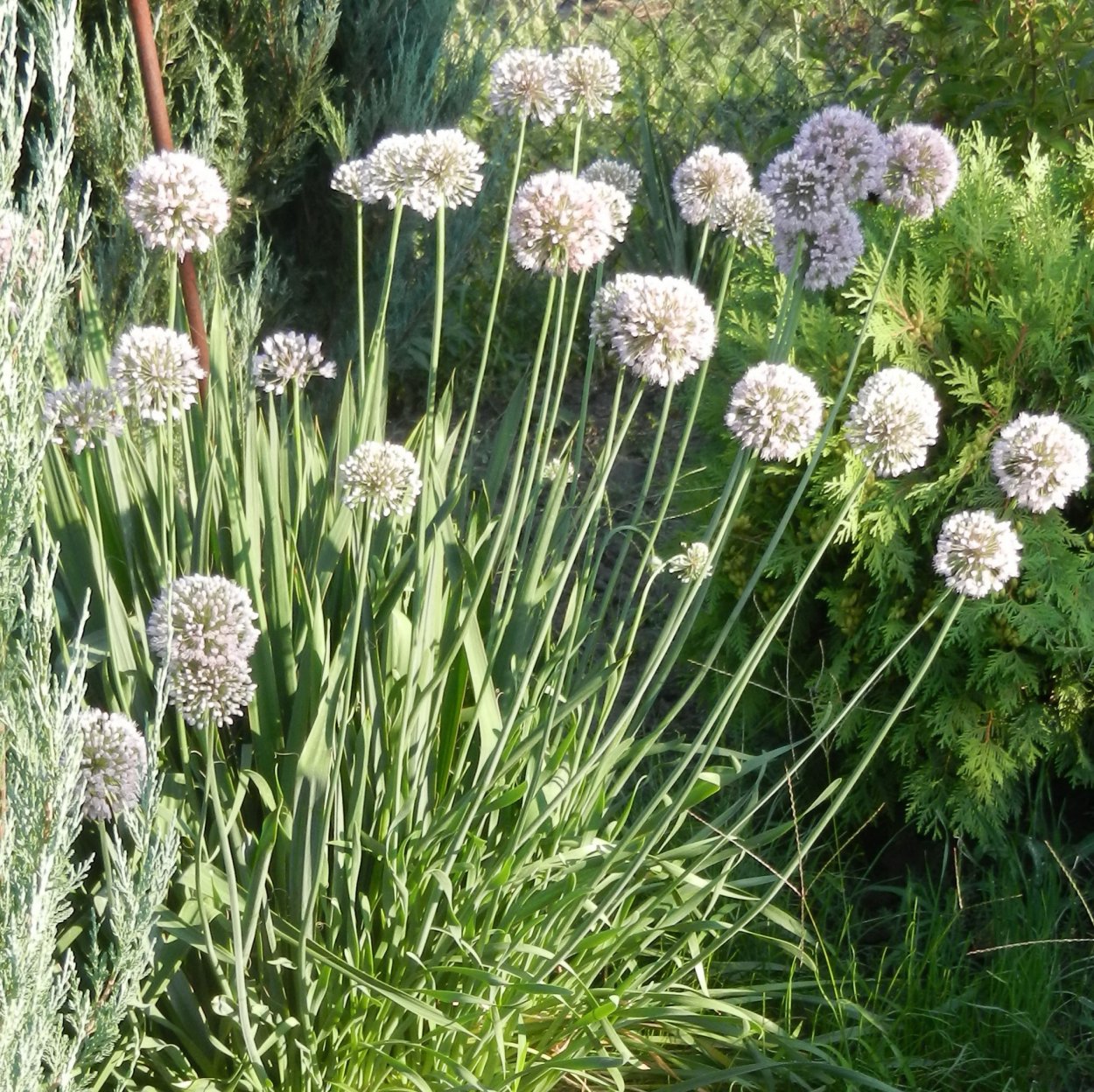 Лук шнитт (лук скорода)