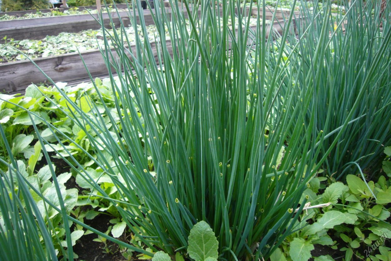 Рокамболь это лук Анзур?