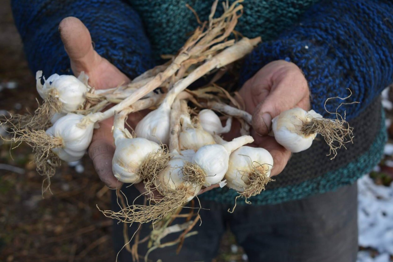 Бульбочки чеснока сушатся