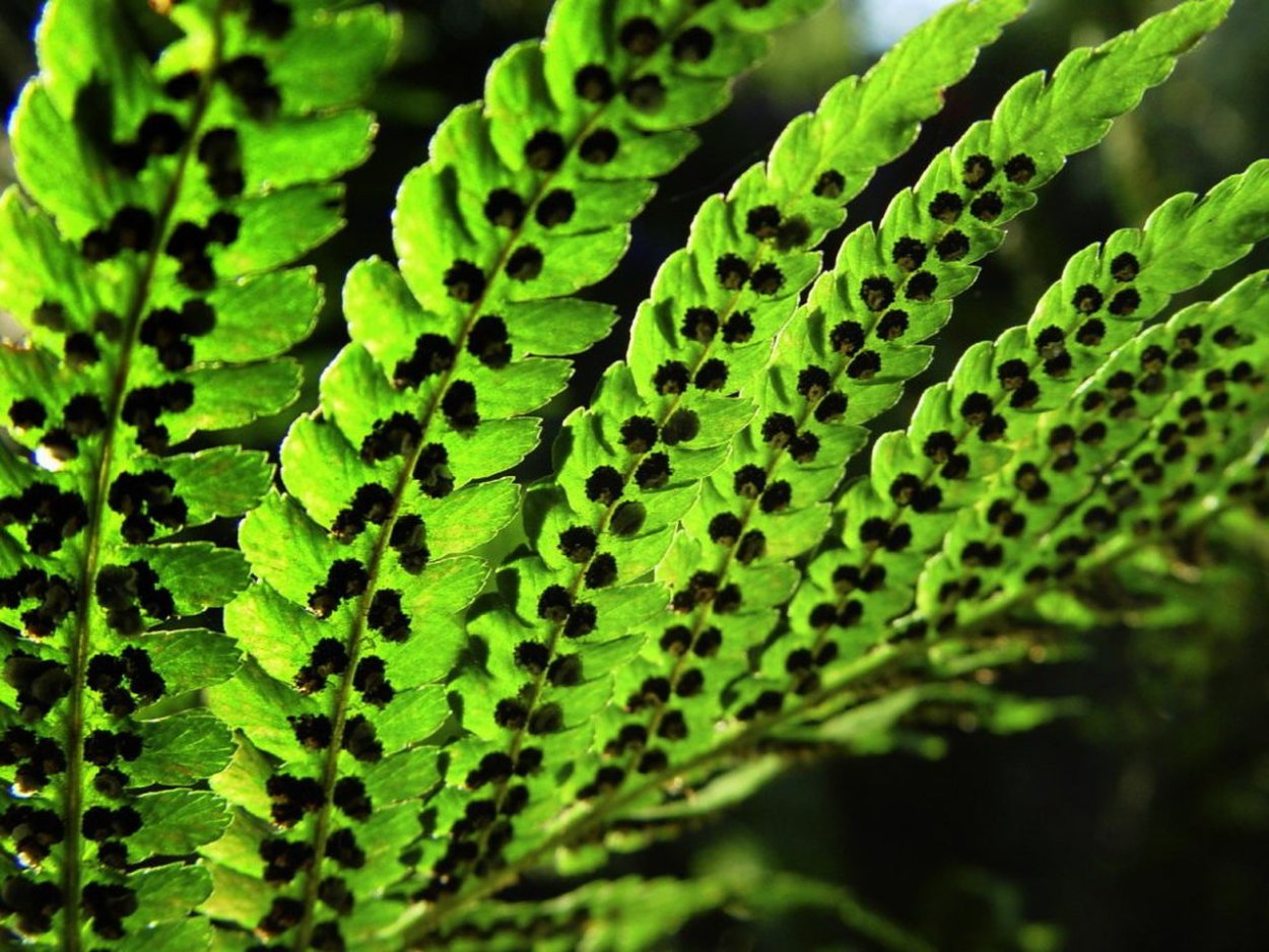 Трехлистный папоротник