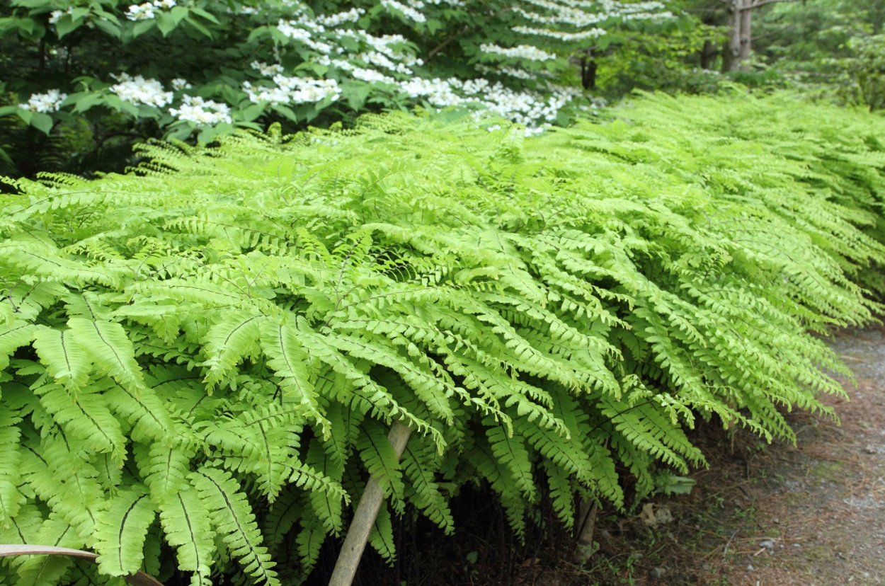 Папоротник адиантум стоповидный