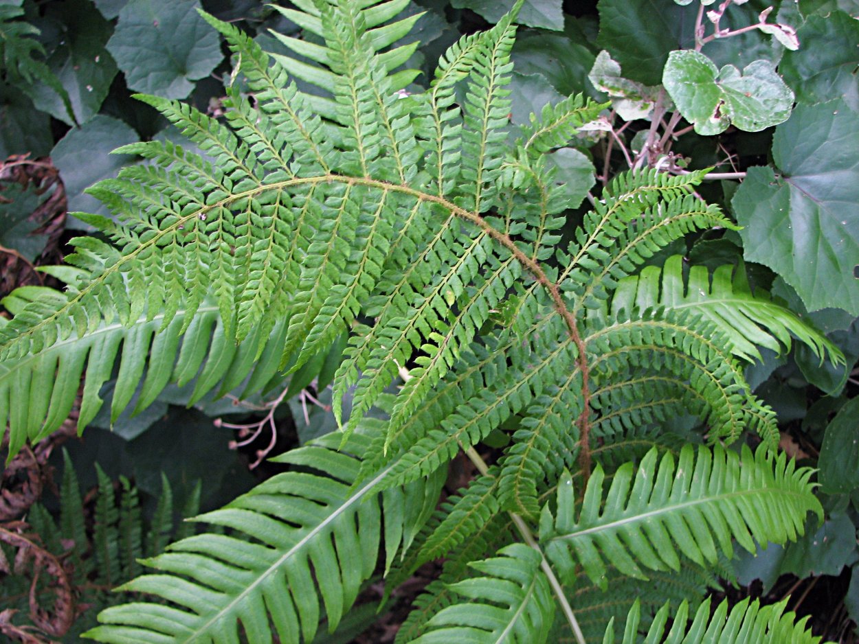 Дриоптерис джурасик Голд