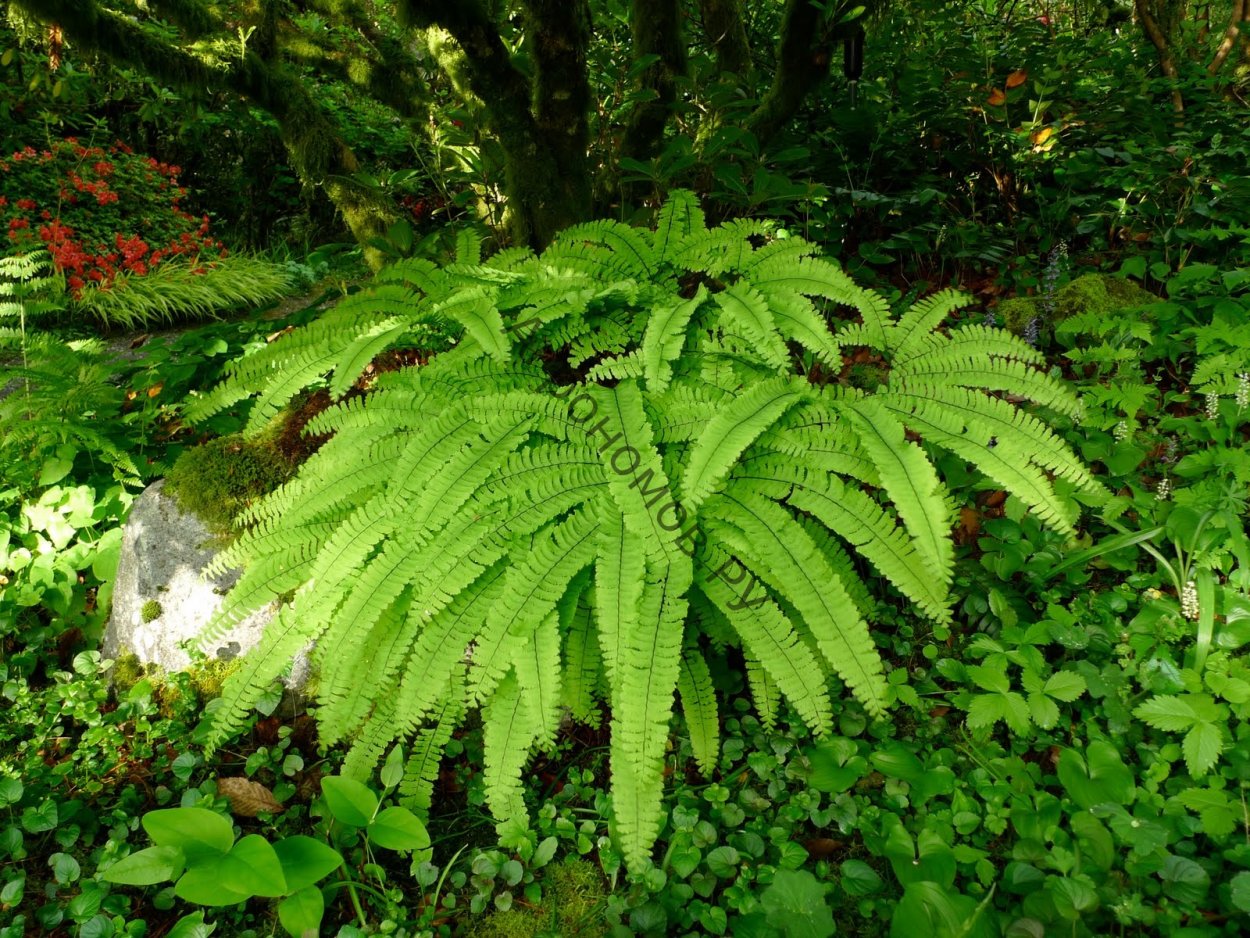 Адиантум Педатум