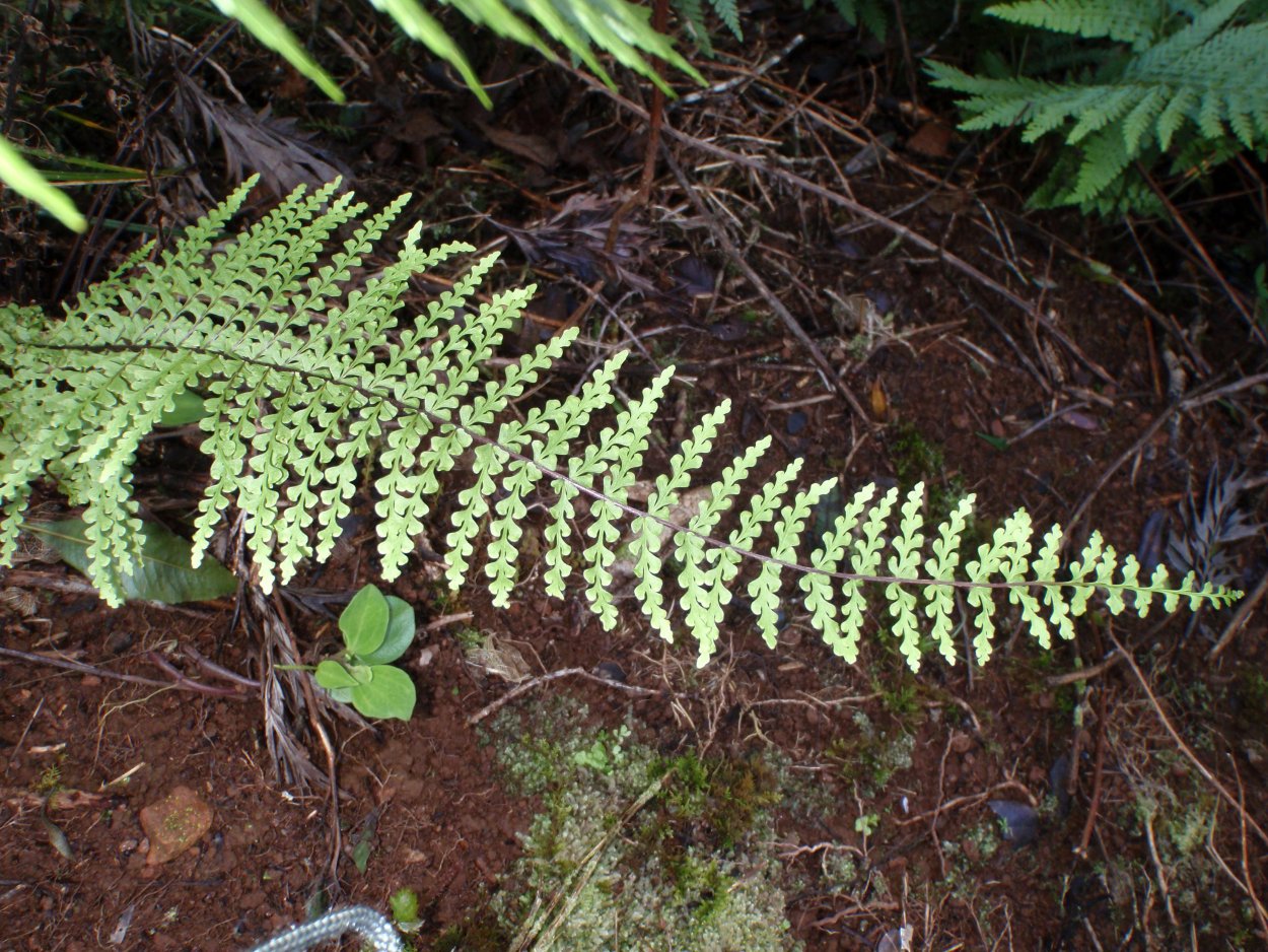Asplenium daghestanicum