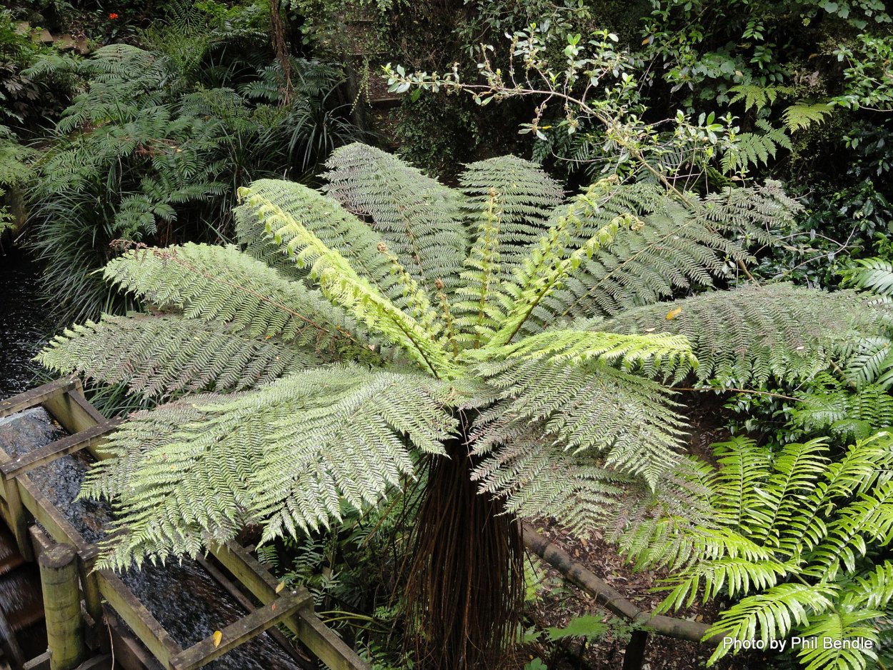 Папоротник Циатея