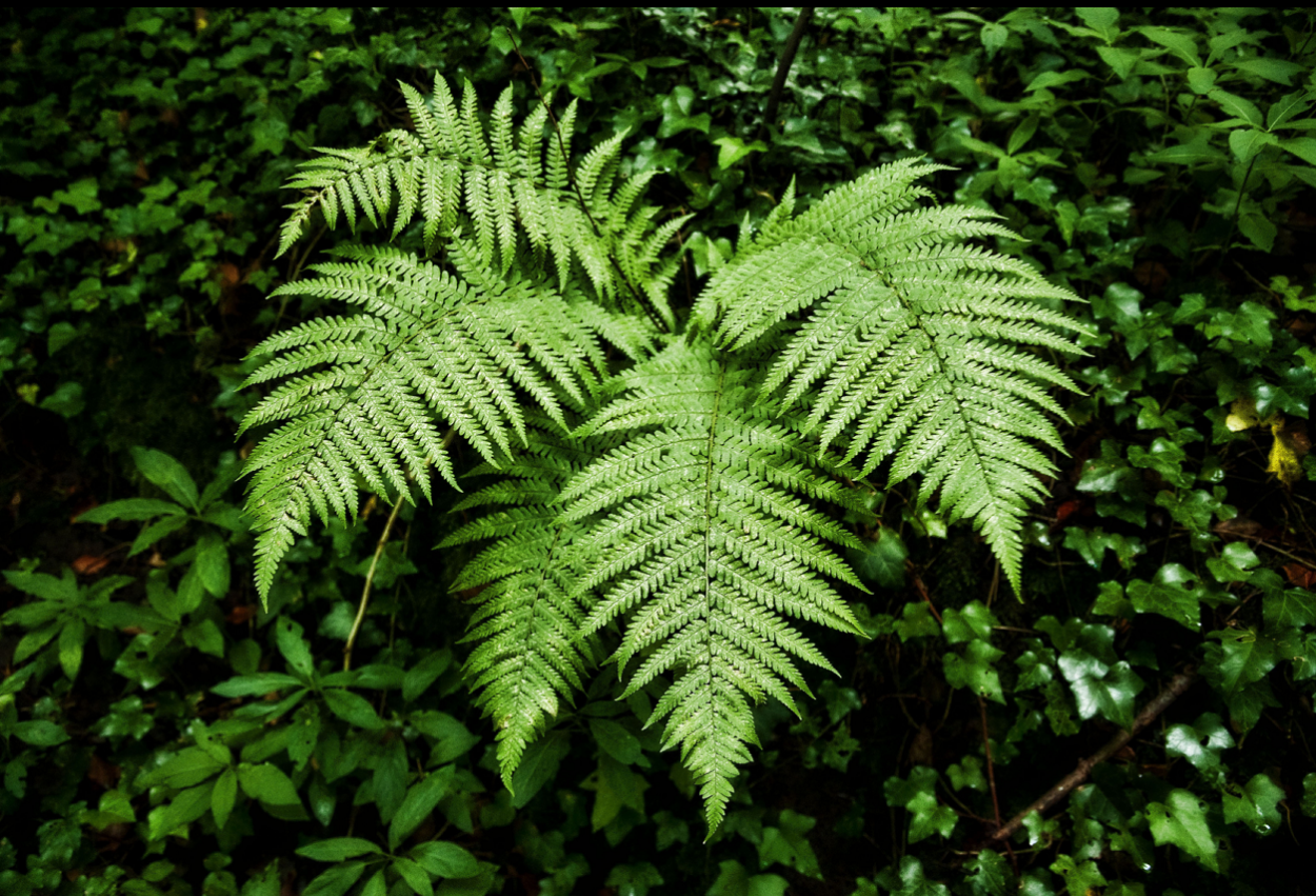 Роголистный папоротник