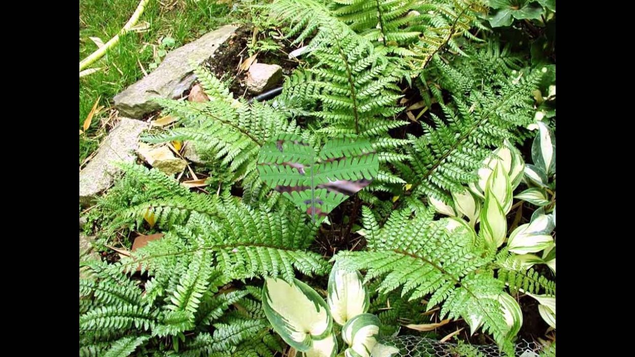 Polystichum shiny Holy Fern