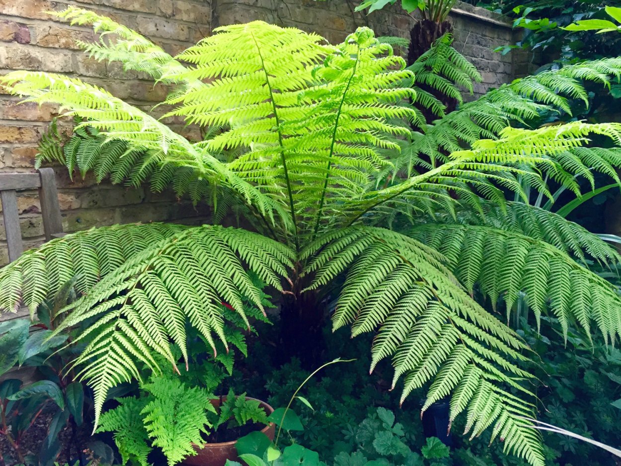 Диксония антарктическая