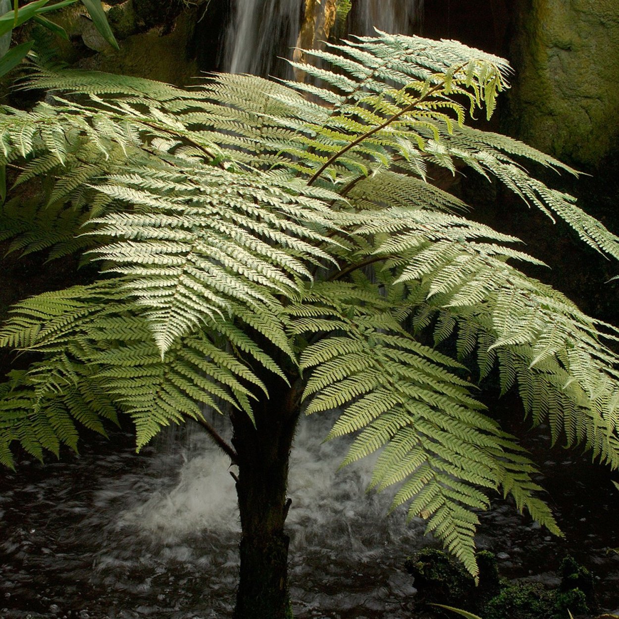 Диксония папоротник