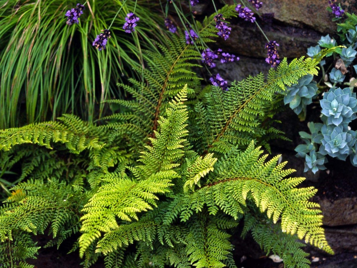 Многорядник Брауна