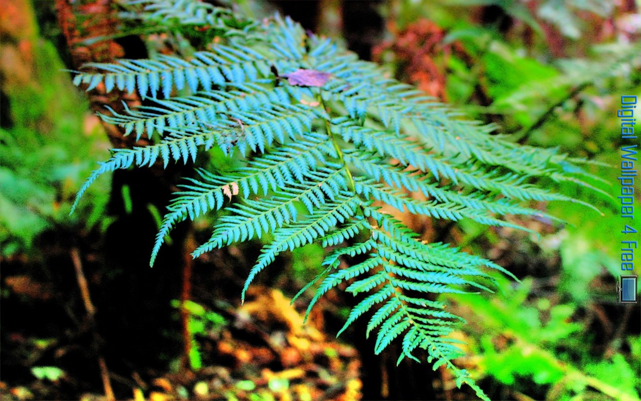 Папоротник Фризелла