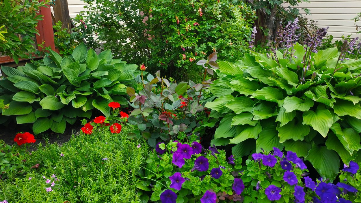 Клумба папоротник лилейник Хоста