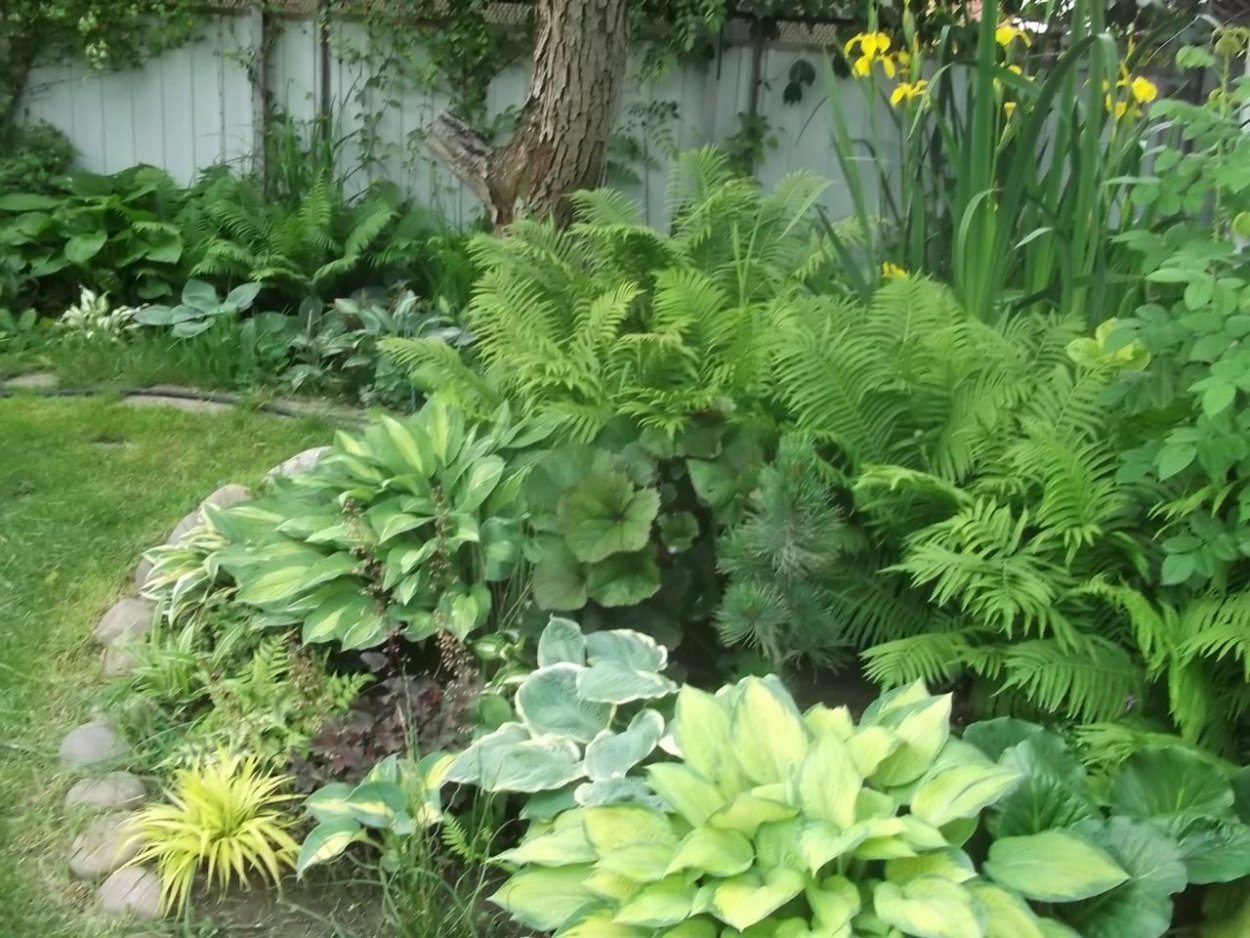 Астильба Хоста папоротник в клумбе