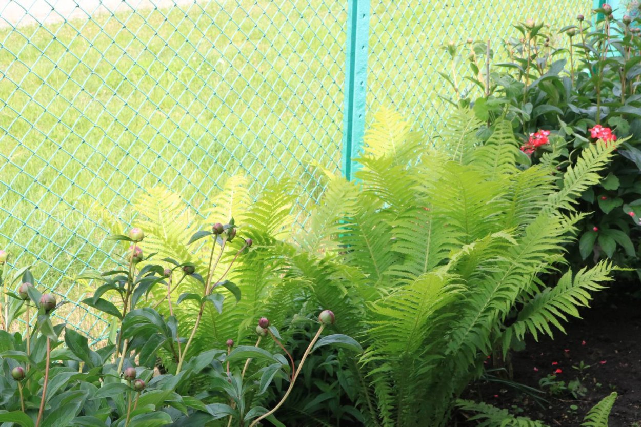 Астильба и страусник