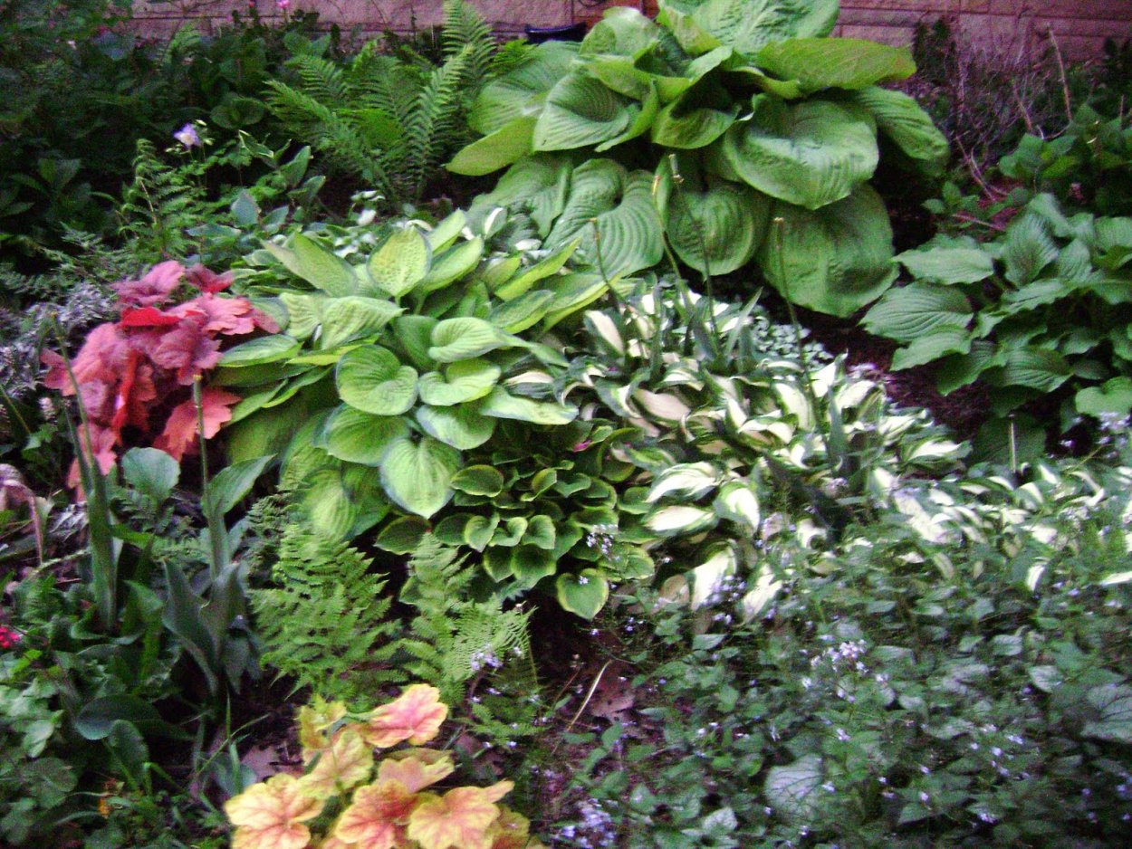 Хоста ползучая