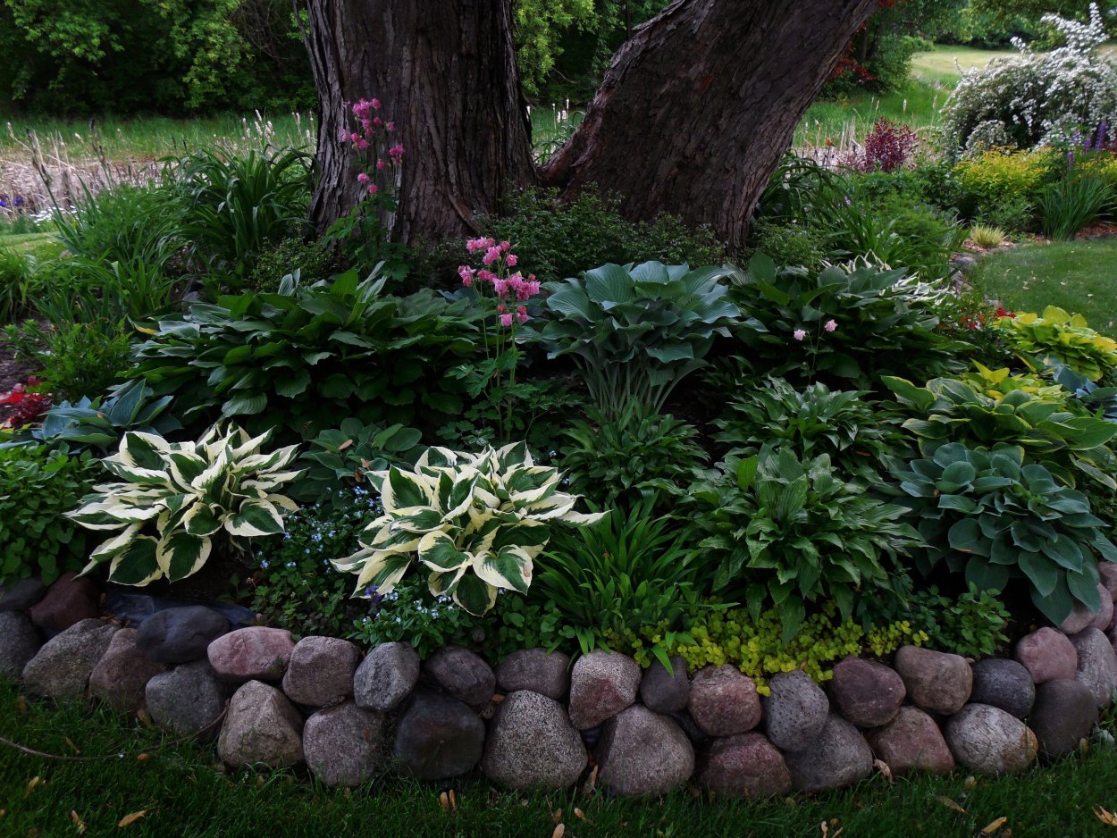 Сосна Хоста клумба