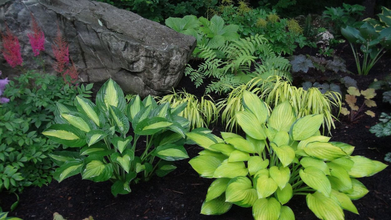 Папоротник Хоста гейхера