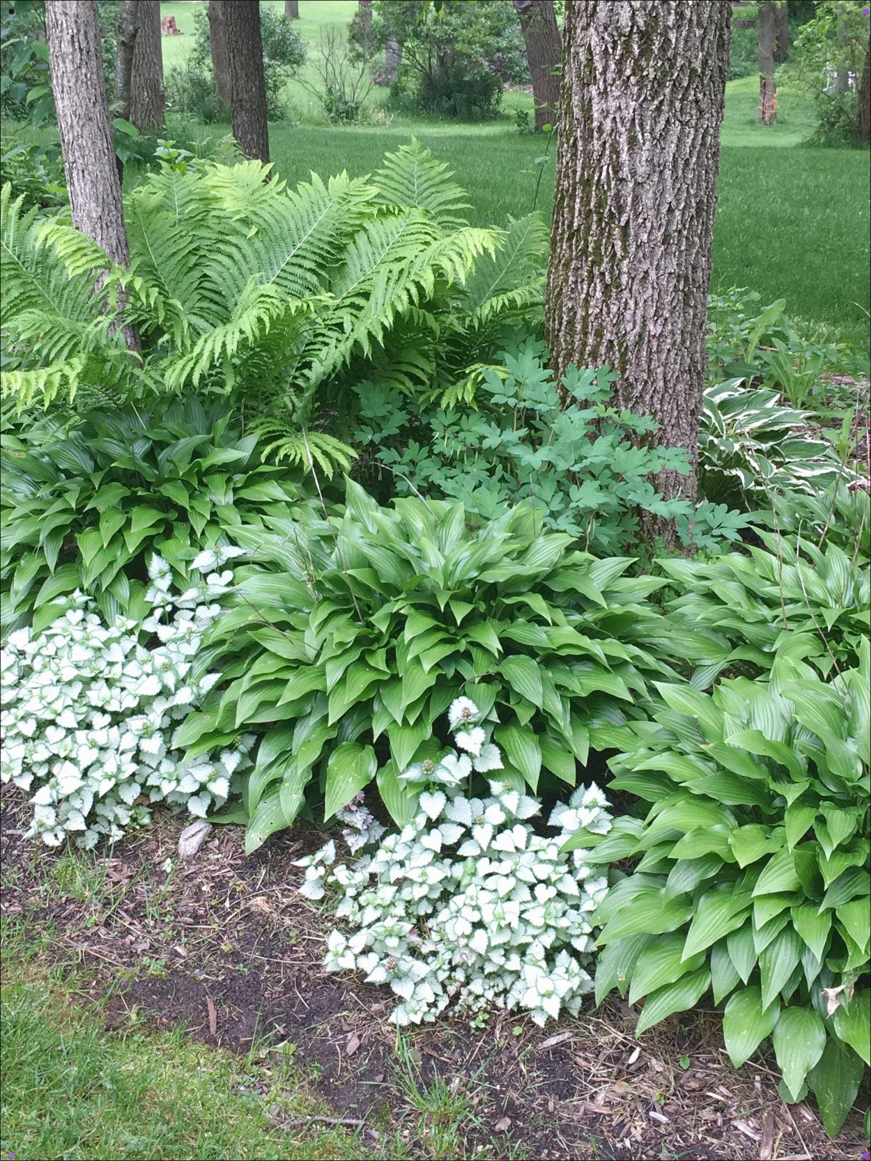 Клумба с папоротником и хостой