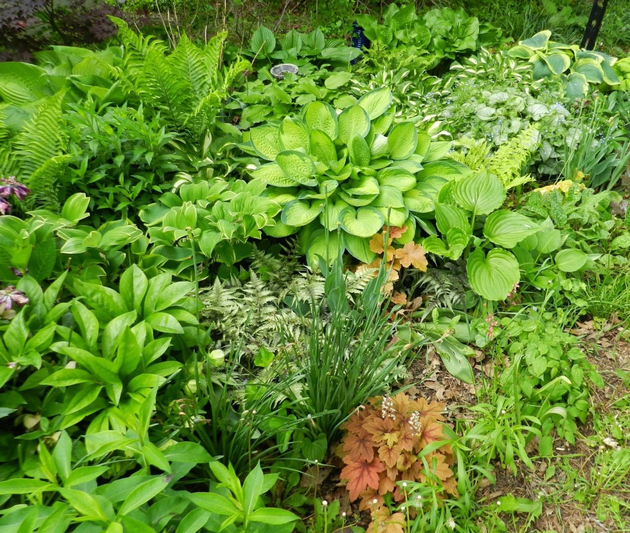 Папоротник Хоста гейхера