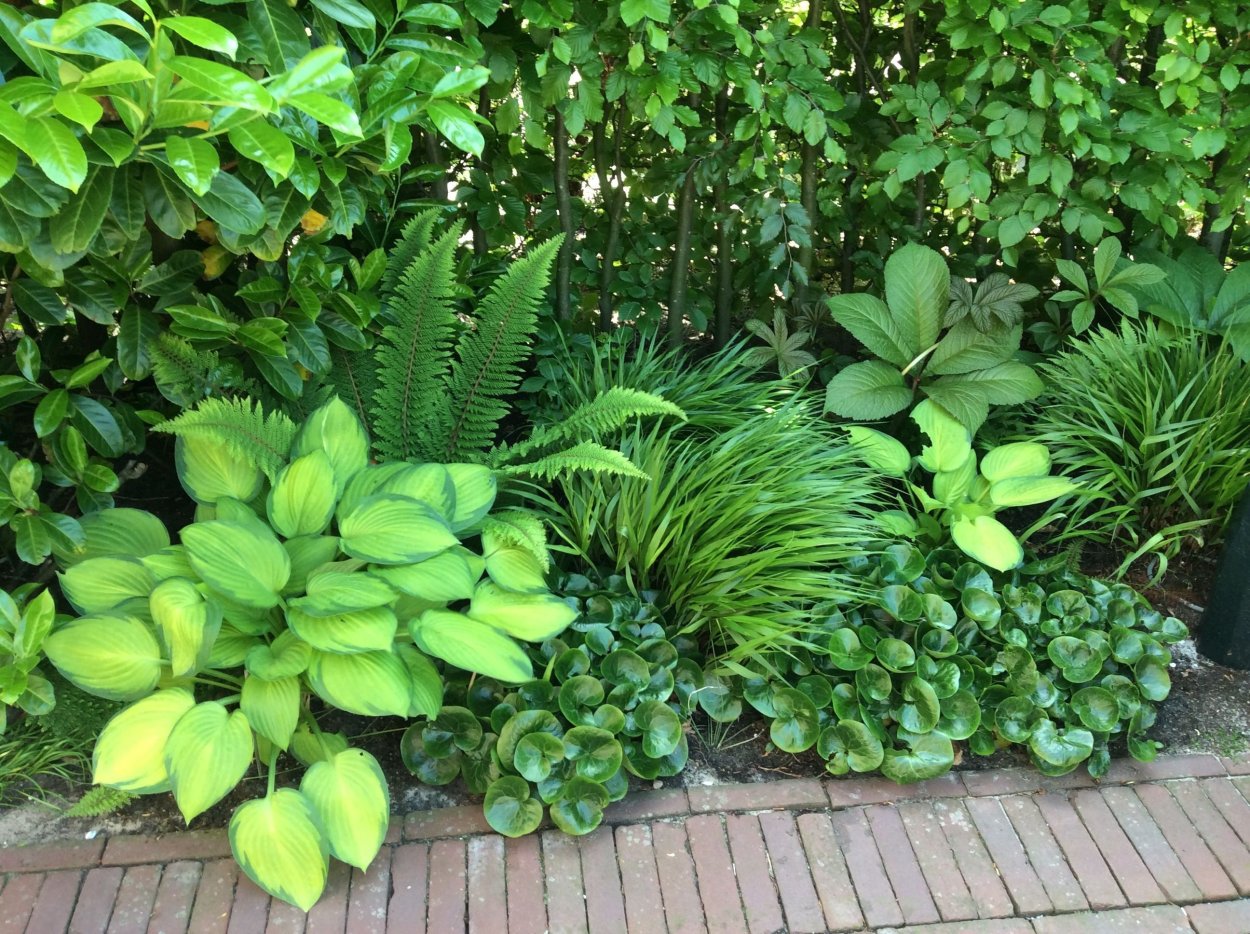Роджерсия Хоста папоротник